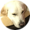 Small_1521821228-shilo